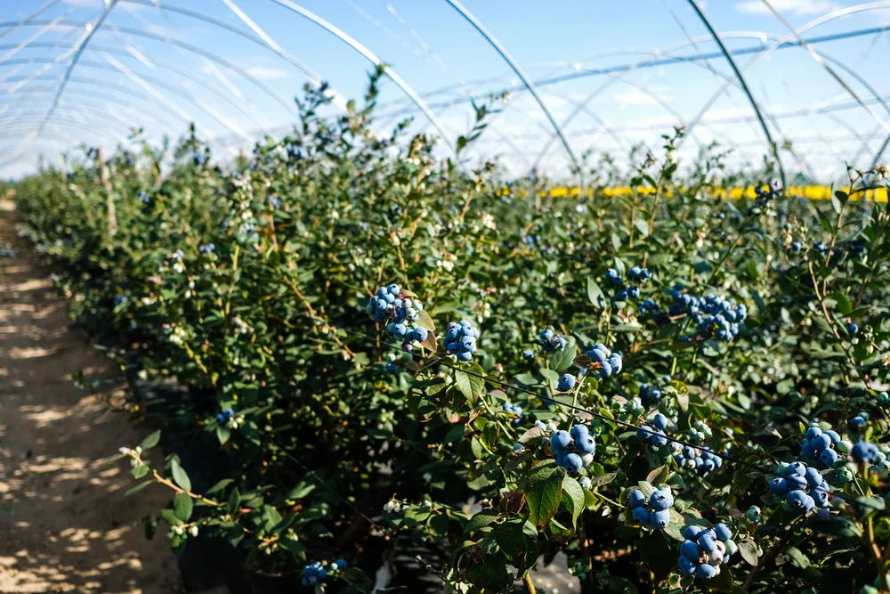 PineFields Blueberry Farm_ Goromonzi_Mashonaland East